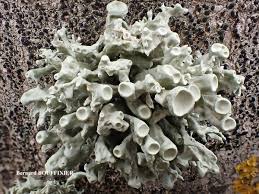 Attēlu rezultāti vaicājumam “Ramalina fastigiata”