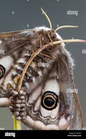 Attēlu rezultāti vaicājumam “Saturnia pavonia eggs”