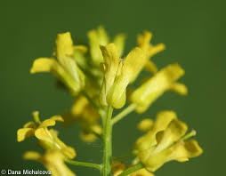 Attēlu rezultāti vaicājumam “Barbarea vulgaris subsp. arcuata flower”