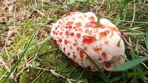 Attēlu rezultāti vaicājumam “Abortiporus biennis”