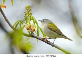 Image result for Vermivora peregrina