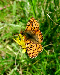 Attēlu rezultāti vaicājumam “Boloria aquilonaris”