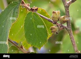 Attēlu rezultāti vaicājumam “Hamamelis virginiana leaf”