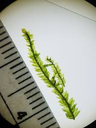 Attēlu rezultāti vaicājumam “Plagiothecium denticulatum”