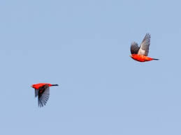 Image result for Piranga olivacea