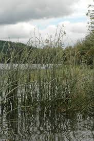 Attēlu rezultāti vaicājumam “Schoenoplectus lacustris subsp. glaucus fruit”