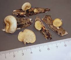 Attēlu rezultāti vaicājumam “Lentinus suavissimus”