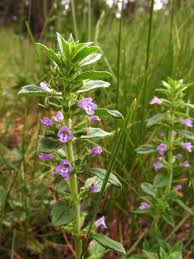 Attēlu rezultāti vaicājumam “Acinos arvensis flower”