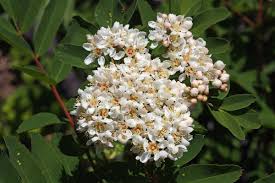 Attēlu rezultāti vaicājumam “Sorbus”
