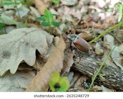 Attēlu rezultāti vaicājumam “Melolontha hippocastani imago”