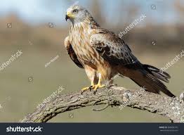 Image result for Milvus milvus