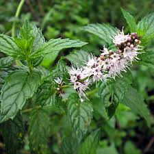 Attēlu rezultāti vaicājumam “Mentha spicata”