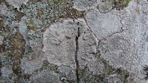 Attēlu rezultāti vaicājumam “Pertusaria coccodes”