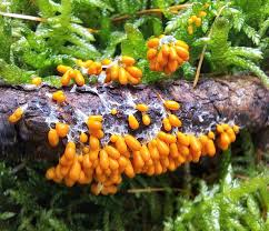 Attēlu rezultāti vaicājumam “Trichia decipiens”