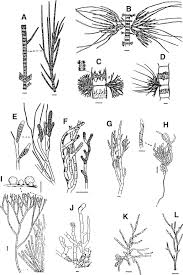 Attēlu rezultāti vaicājumam “Lemanea fluviatilis”