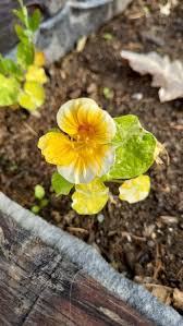 Image result for Tropaeolum minus