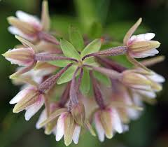 Attēlu rezultāti vaicājumam “Epipactis palustris bud”