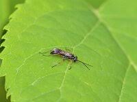 Attēlu rezultāti vaicājumam “Acantholyda erythrocephala”