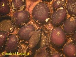 Attēlu rezultāti vaicājumam “Pucciniastrum areolatum”