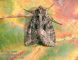 Attēlu rezultāti vaicājumam “Mniotype satura”