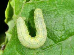 Attēlu rezultāti vaicājumam “Operophtera”