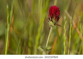 Image result for Trifolium incarnatum