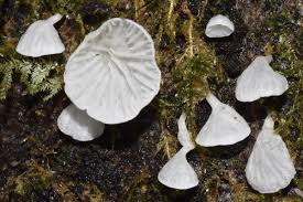 Attēlu rezultāti vaicājumam “Rimbachia neckerae”