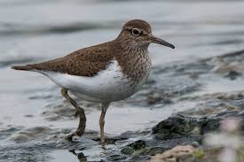 Attēlu rezultāti vaicājumam “Actitis hypoleucos”