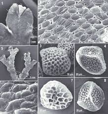 Attēlu rezultāti vaicājumam “Riccia sorocarpa”