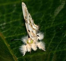 Attēlu rezultāti vaicājumam “Euphydrias aurinia upperside”