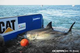 Image result for South Axholme Sharks Asc