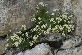 Attēlu rezultāti vaicājumam “Galium uliginosum”