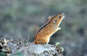 Attēlu rezultāti vaicājumam “Apodemus agrarius”