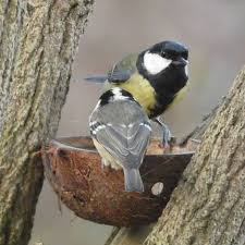 Attēlu rezultāti vaicājumam “Periparus ater adult”