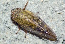 Attēlu rezultāti vaicājumam “Aphrophora alni imago”