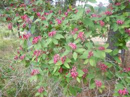 Attēlu rezultāti vaicājumam “Lonicera tatarica”