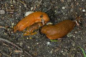 Attēlu rezultāti vaicājumam “Arion lusitanicus”