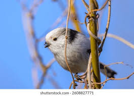 Attēlu rezultāti vaicājumam “Aegithalos caudatus adult”