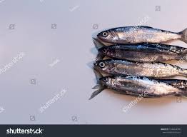 Image result for Coregonus albula