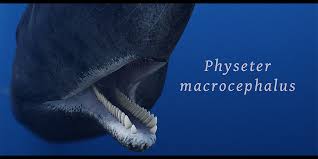 Image result for Physeter macrocephalus