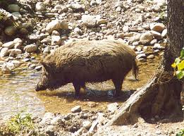 Attēlu rezultāti vaicājumam “Sus scrofa”