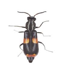 Attēlu rezultāti vaicājumam “Anthocomus fasciatus”