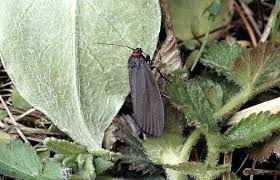 Attēlu rezultāti vaicājumam “Atolmis rubricollis”