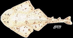 Image result for Squatina dumeril