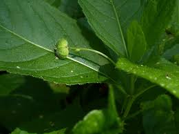 Attēlu rezultāti vaicājumam “Mercurialis perennis bud”