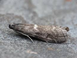 Attēlu rezultāti vaicājumam “Ortholepis betulae”