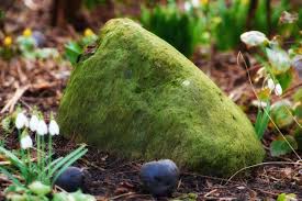 Attēlu rezultāti vaicājumam “Galanthus nivalis fruit”