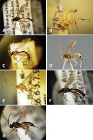 Attēlu rezultāti vaicājumam “Phylloneta cocoon”