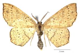 Attēlu rezultāti vaicājumam “Cyclophora punctaria”