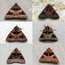 Attēlu rezultāti vaicājumam “Cabera exanthemata female”